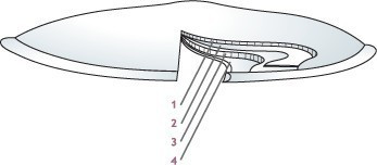 Carriwell Mosható melltartó betét - fehér