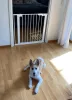 DogSpace Lassie nyomás rögzítő kapu rács kutyáknak 73-80cm - fehér
