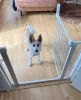 DogSpace Lassie nyomás rögzítő kapu rács kutyáknak 73-80cm - fehér