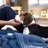 DogSpace Lassie nyomás rögzítő kapu rács kutyáknak 73-80cm - fehér
