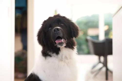 DogSpace Bonie extra magas kutya korlát 105 cm fém - fehér