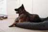 DogSpace Bonie extra magas kutya korlát 105 cm fém - fekete