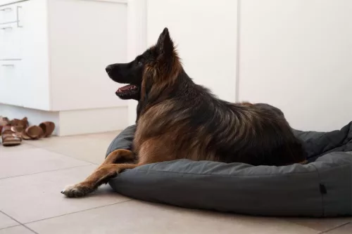 DogSpace Bonie extra magas kutya korlát 105 cm fém - fekete