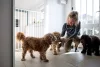 DogSpace Charlie extra magas kapu 62-107cm csavarozható - fehér fém