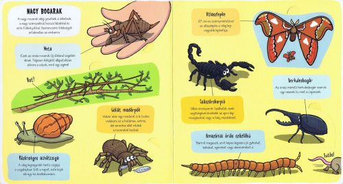 Kis felfedezők - Bogarak