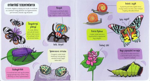 Kis felfedezők - Bogarak