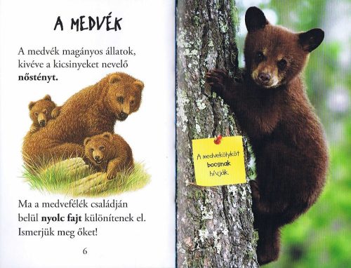 Olvass velünk! (1) - A medvék világa