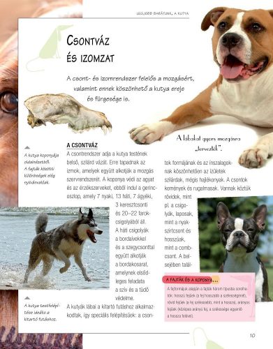 Legjobb barátunk, a kutya