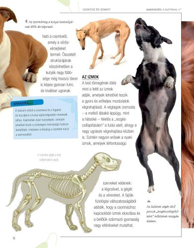 Legjobb barátunk, a kutya