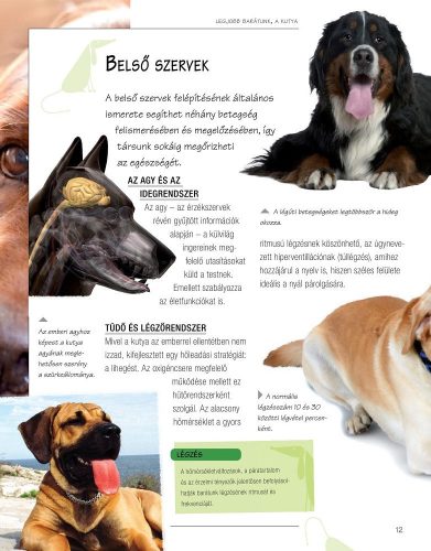 Legjobb barátunk, a kutya