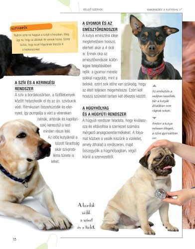 Legjobb barátunk, a kutya