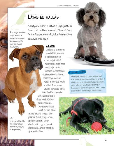 Legjobb barátunk, a kutya