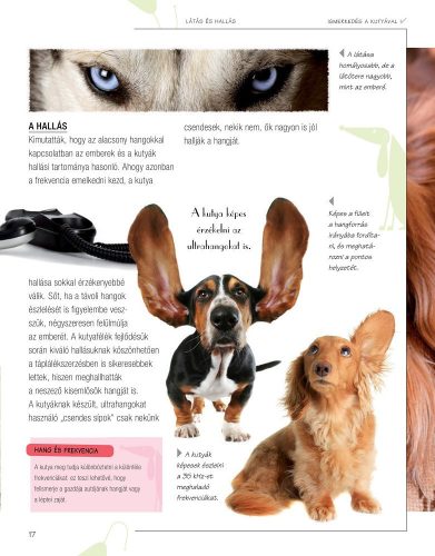 Legjobb barátunk, a kutya