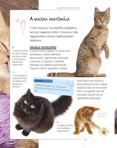 Legjobb barátunk, a macska