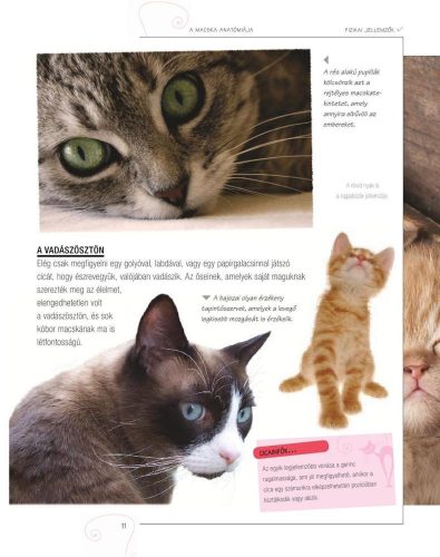 Legjobb barátunk, a macska