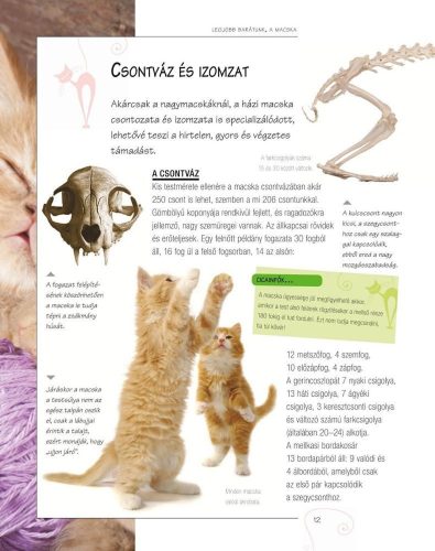 Legjobb barátunk, a macska