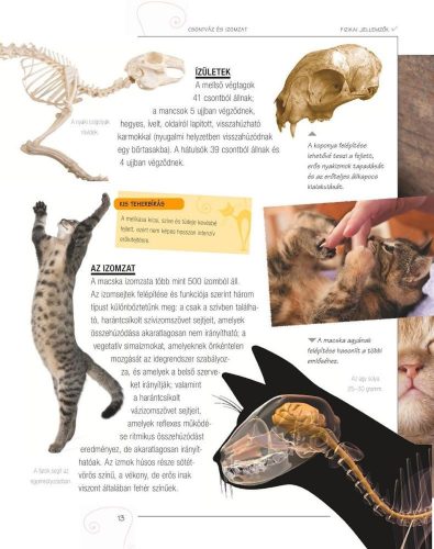 Legjobb barátunk, a macska