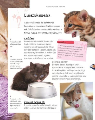 Legjobb barátunk, a macska