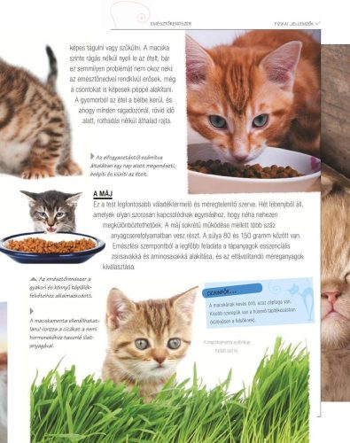 Legjobb barátunk, a macska