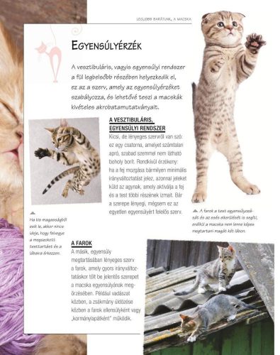 Legjobb barátunk, a macska