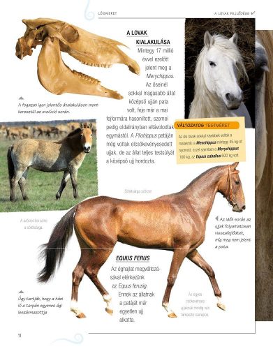 Legjobb barátunk, a ló