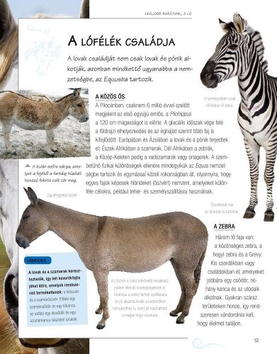 Legjobb barátunk, a ló