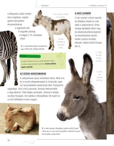 Legjobb barátunk, a ló