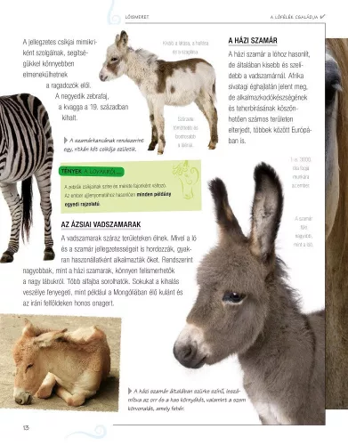 Legjobb barátunk, a ló