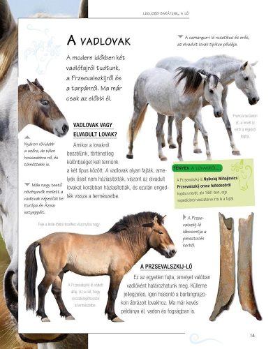 Legjobb barátunk, a ló