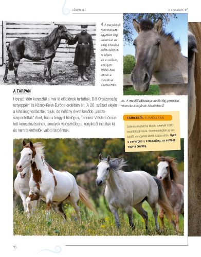 Legjobb barátunk, a ló