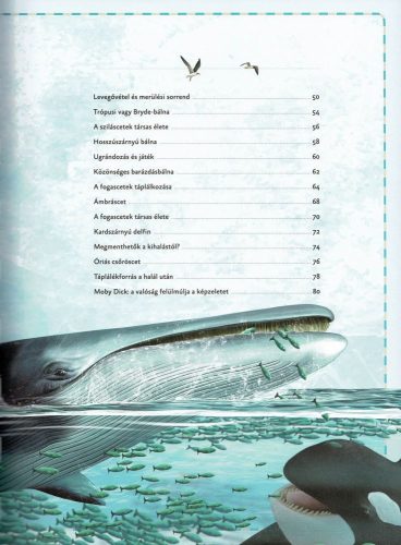 Varázslatos útmutató a bálnákhoz