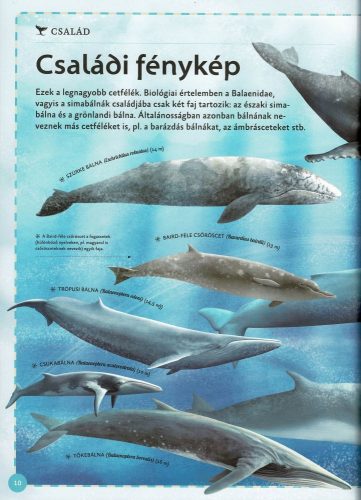 Varázslatos útmutató a bálnákhoz
