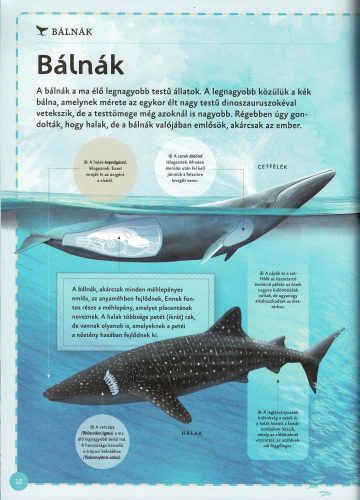 Varázslatos útmutató a bálnákhoz