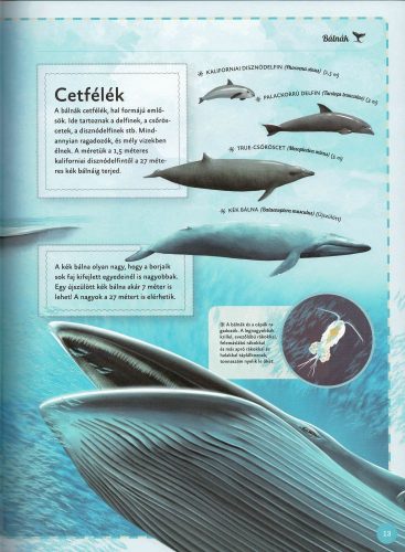 Varázslatos útmutató a bálnákhoz