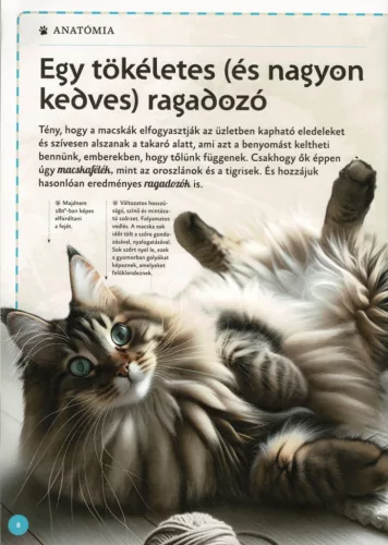 Varázslatos útmutató a macskákhoz