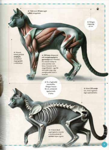 Varázslatos útmutató a macskákhoz