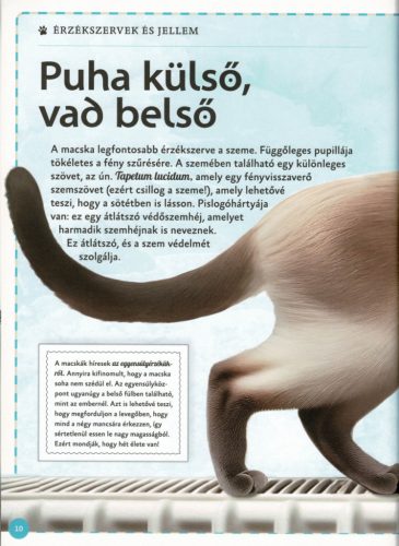 Varázslatos útmutató a macskákhoz