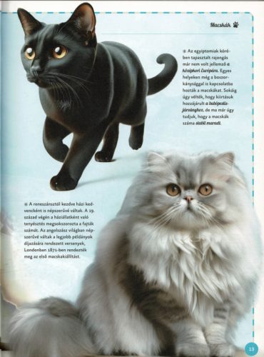 Varázslatos útmutató a macskákhoz