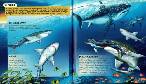 Nézd meg belülről - Cápák